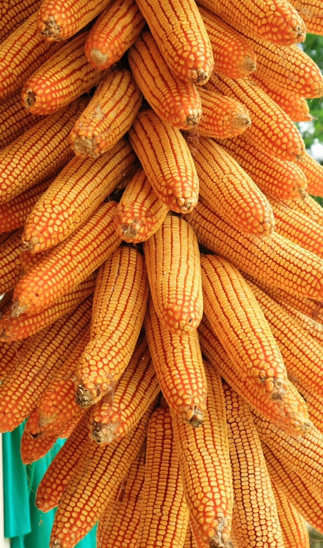 “ 不负秋光，好运满仓 … ” 丨...