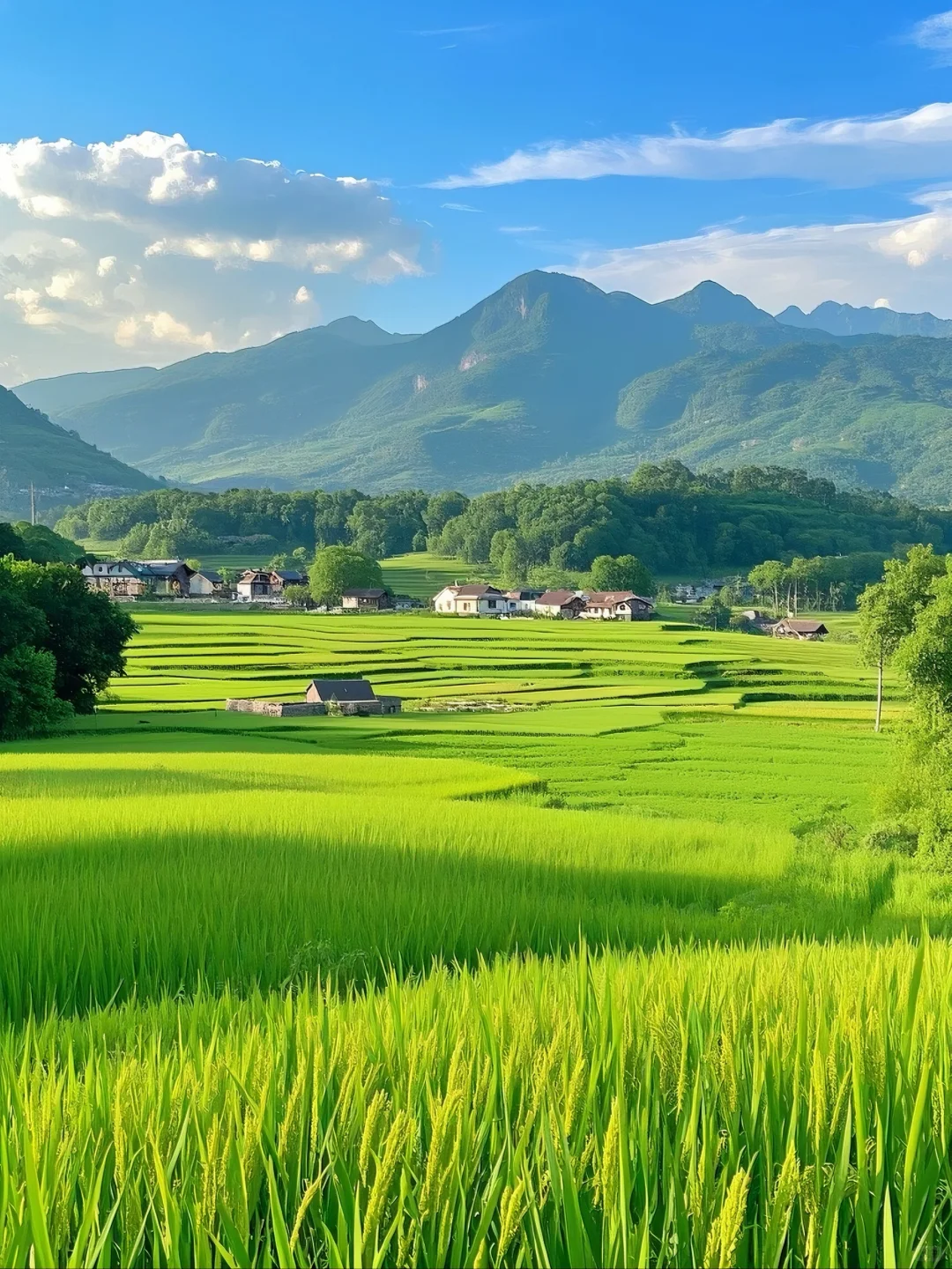 金秋稻浪，丰收在望，美丽的乡村风光