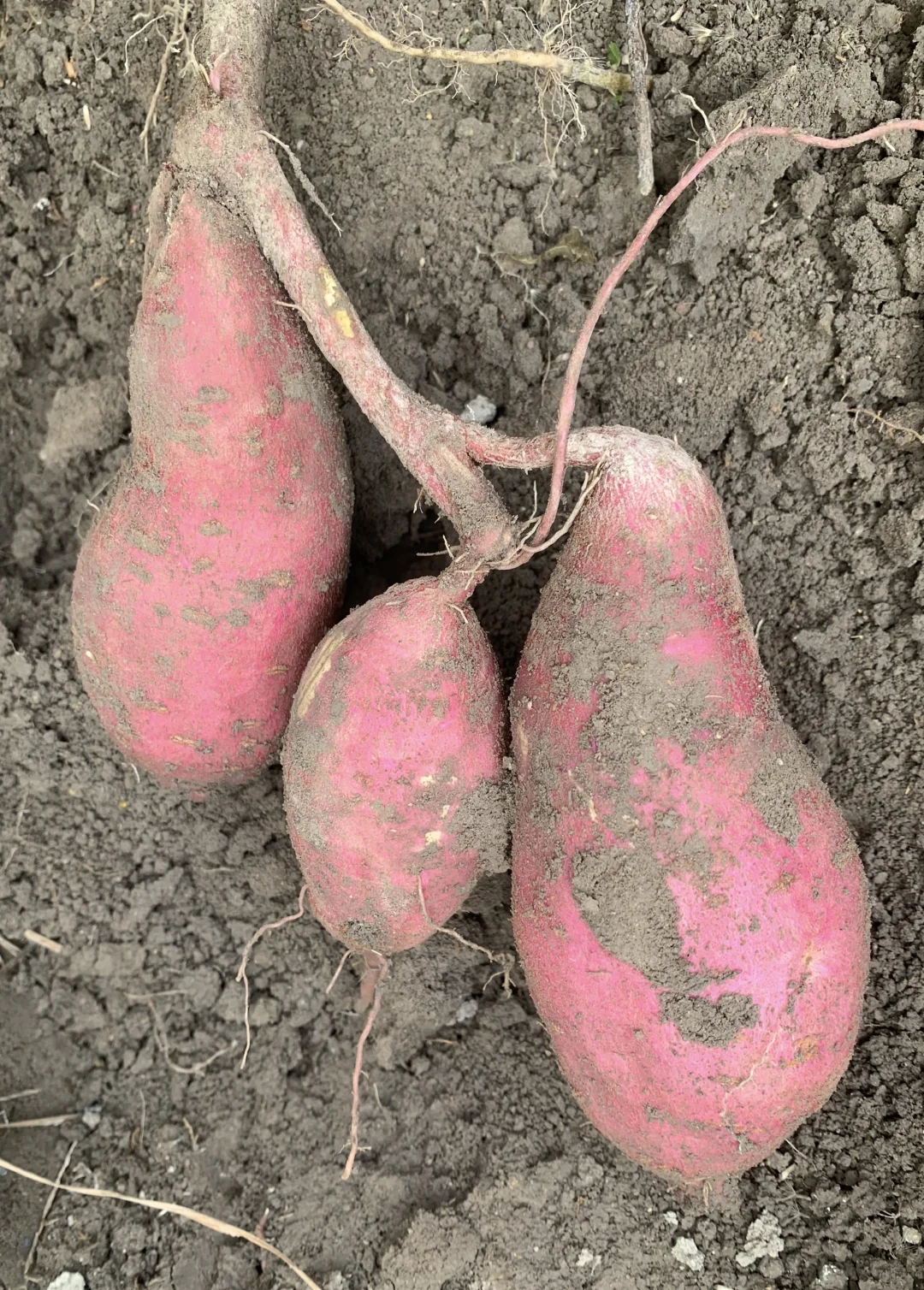 红薯大丰收！！！