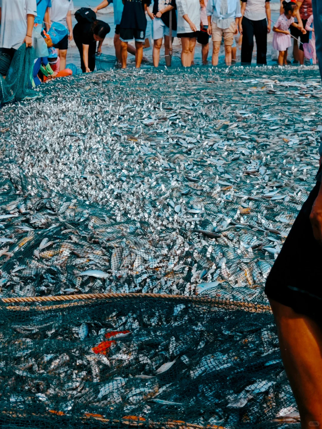 湛江开海啦|丰收季🐟