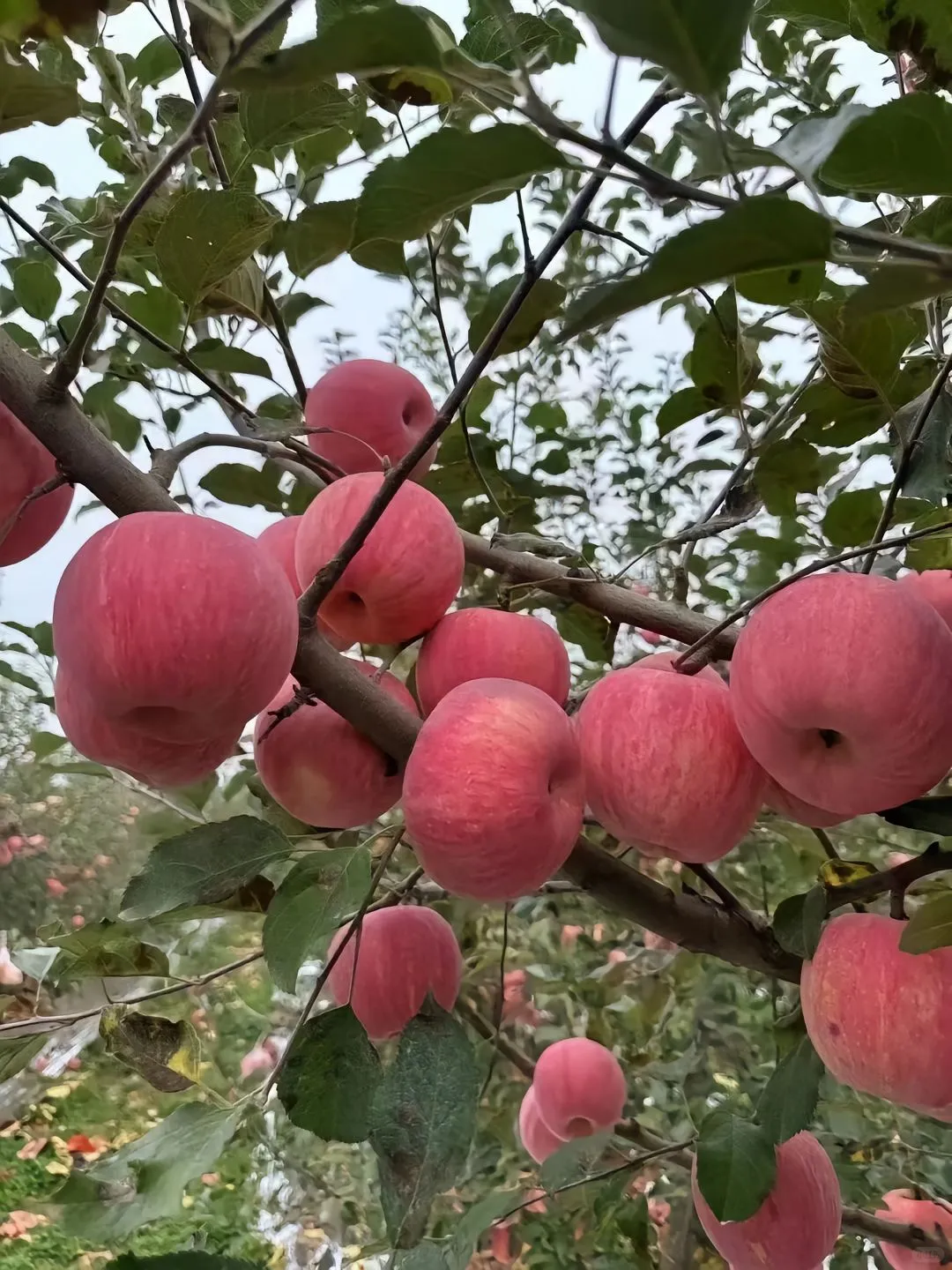 如果天道酬勤，那富起来的应该是农民🧑‍🌾
