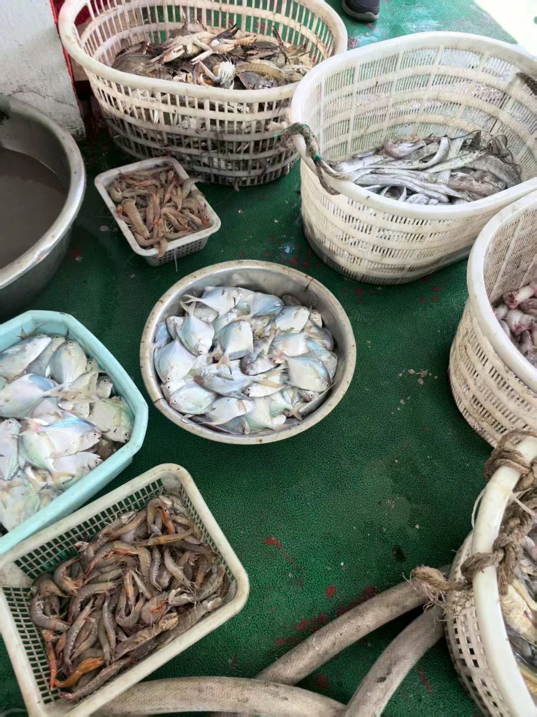 谁说小鱼不算渔货🎣🐟