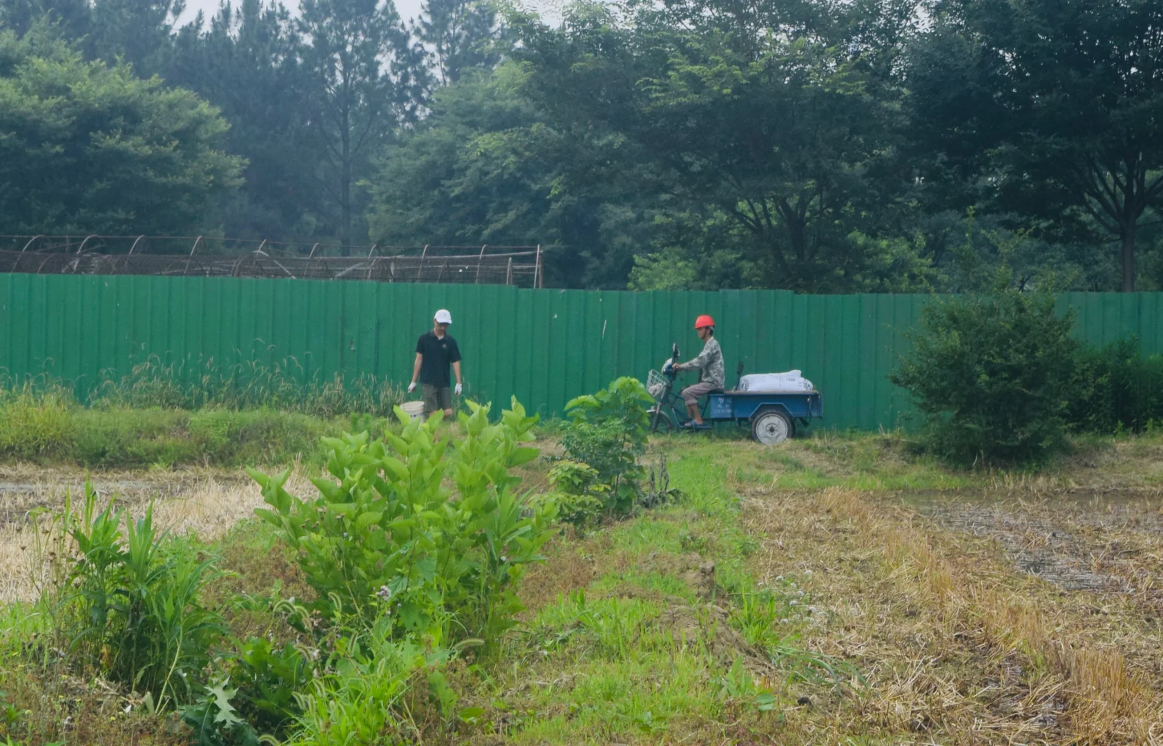 生态农场的机械困境：抢不过大户｜稻蚕共生