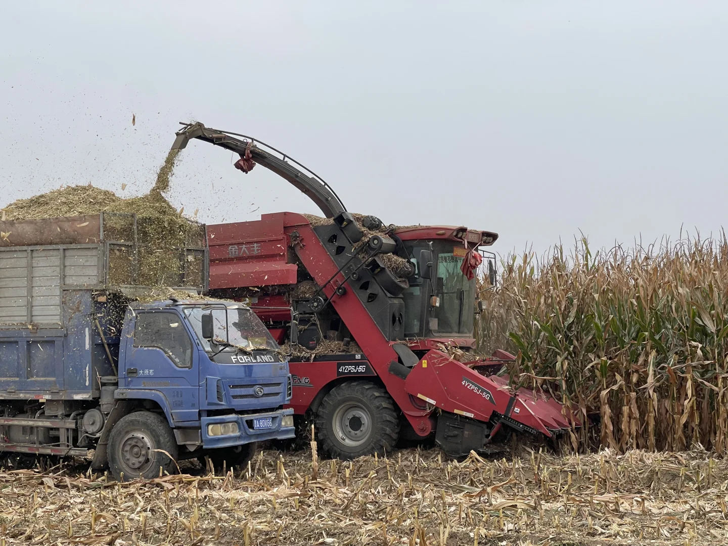 算了 和你们城里人说不清掰玉米👩‍🌾的快乐