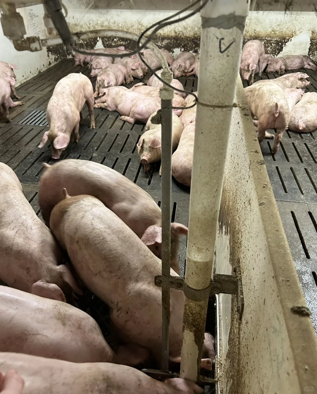 猪场离职半年，才发现所谓的自由只是你一厢