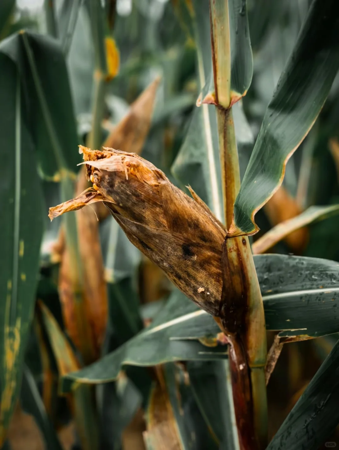 谁会想到这里会种玉米🌽