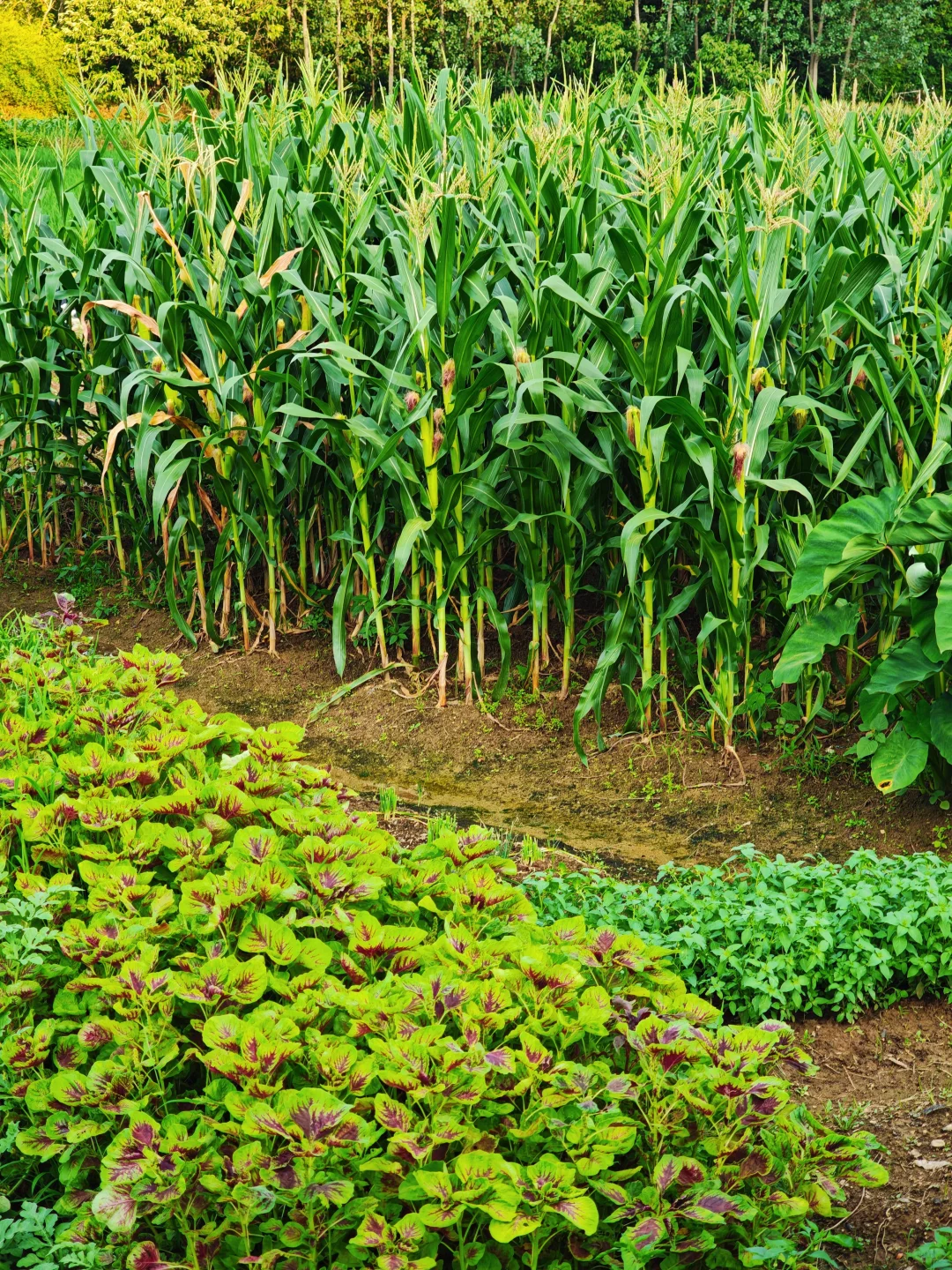 山居:七月的田野，远山、晨光、作物