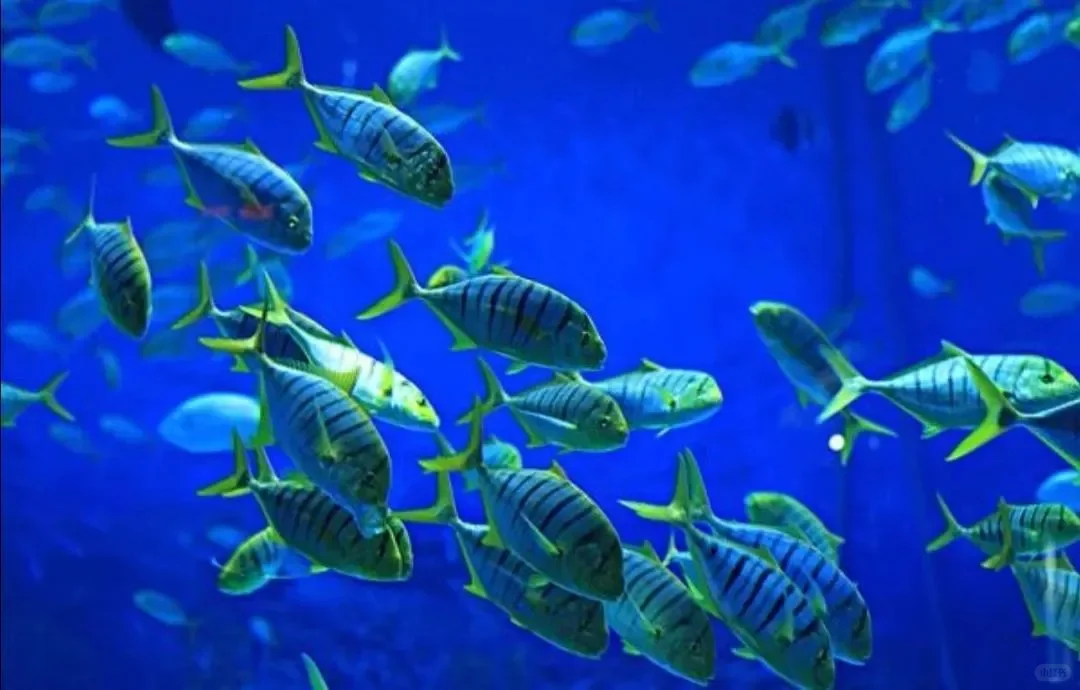 🐟潜入深海：渔业养殖的趣味科普🌊