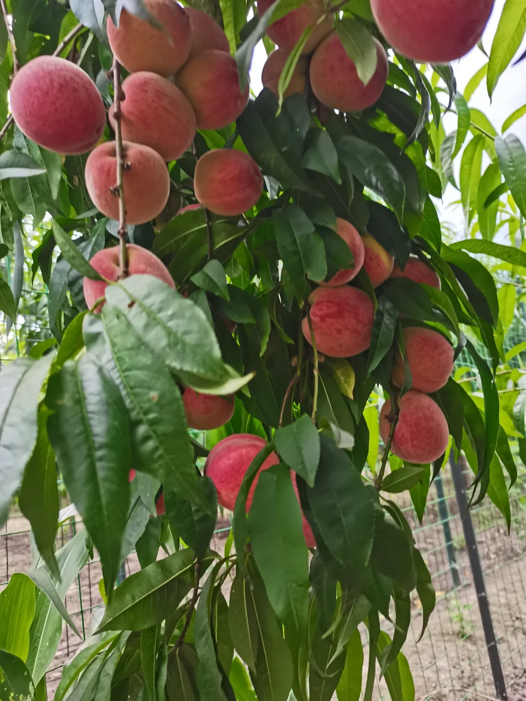 早知道超市十几块一斤，我就背回苏州卖了！