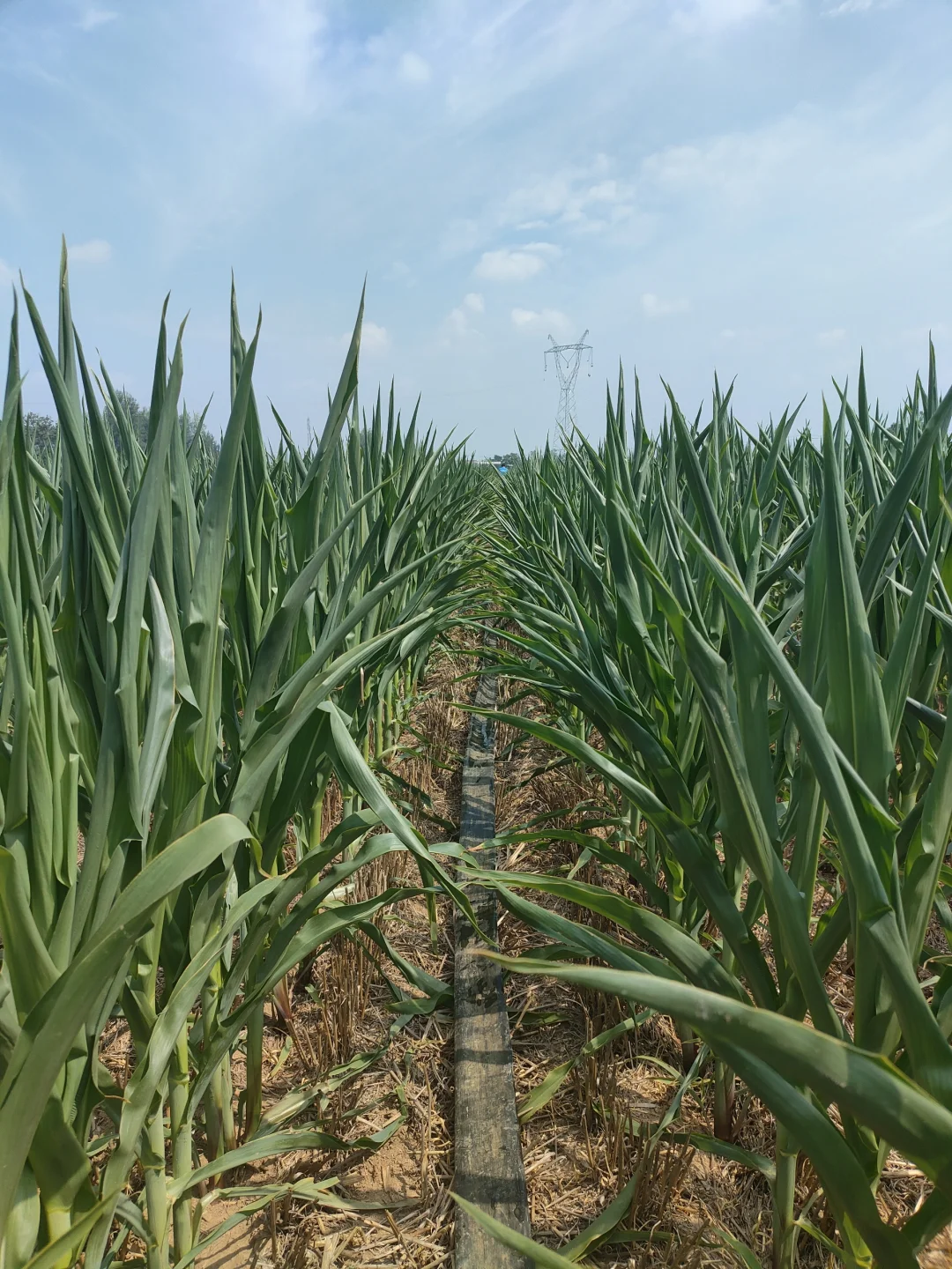 日出而作，日入而息。一点都不好