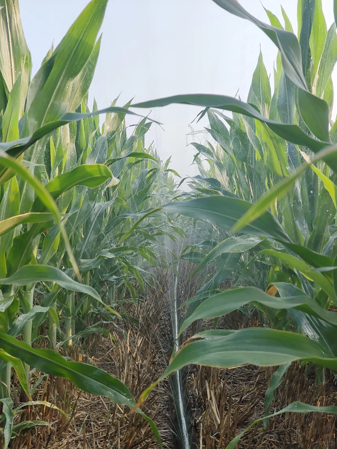 日出而作，日入而息。一点都不好