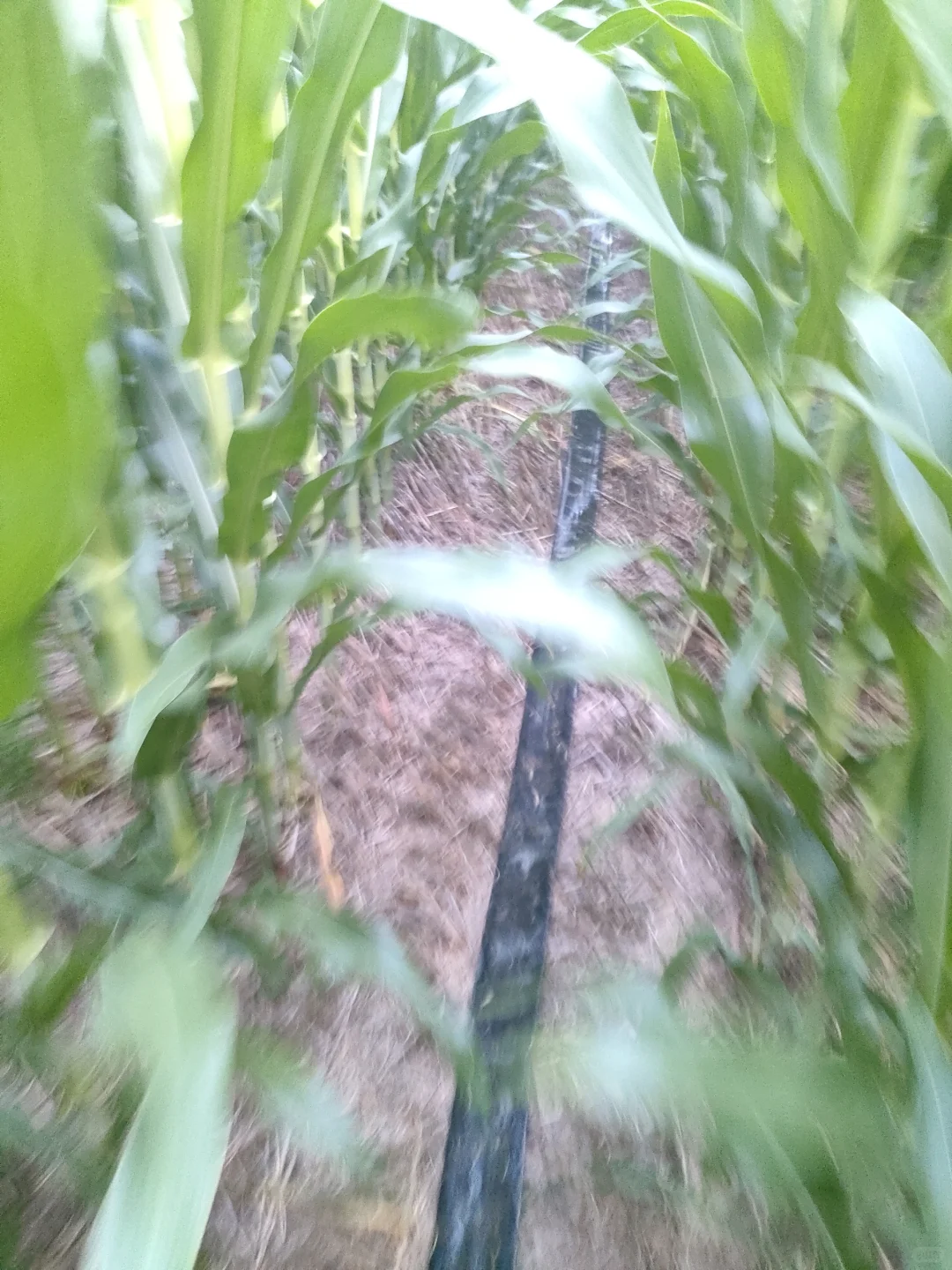 日出而作，日入而息。一点都不好