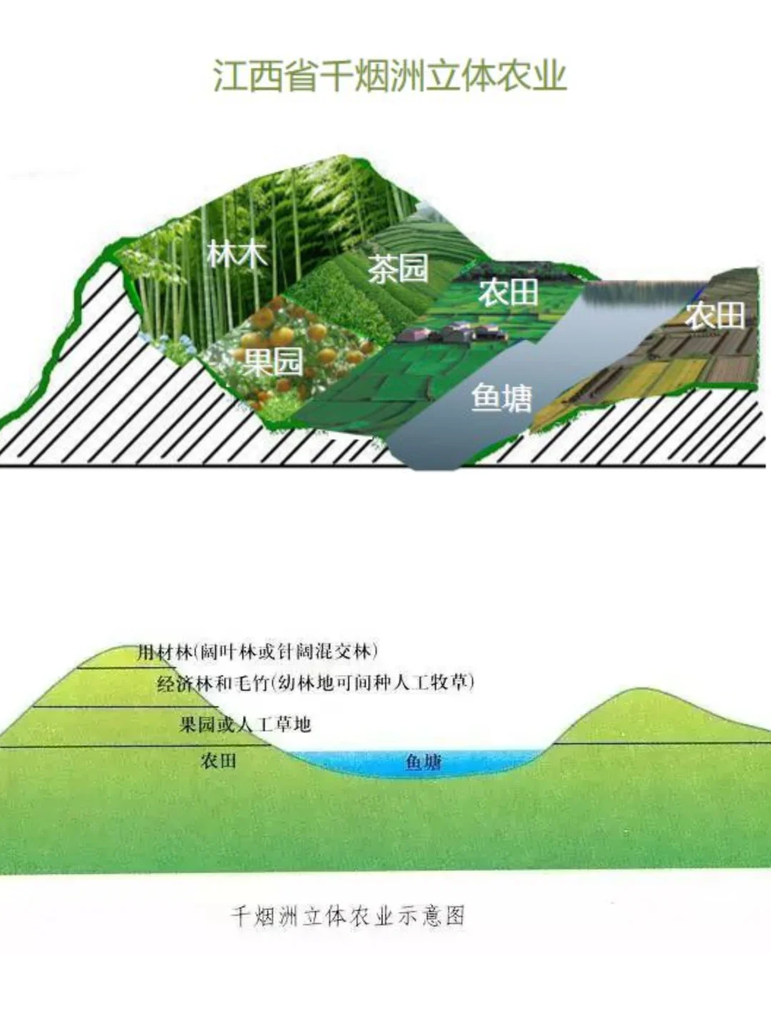 高中地理知识：3️⃣种立体农业