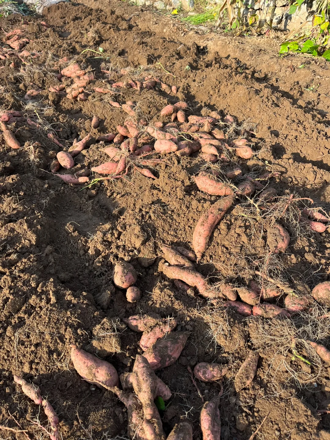 体验沉浸式挖红薯