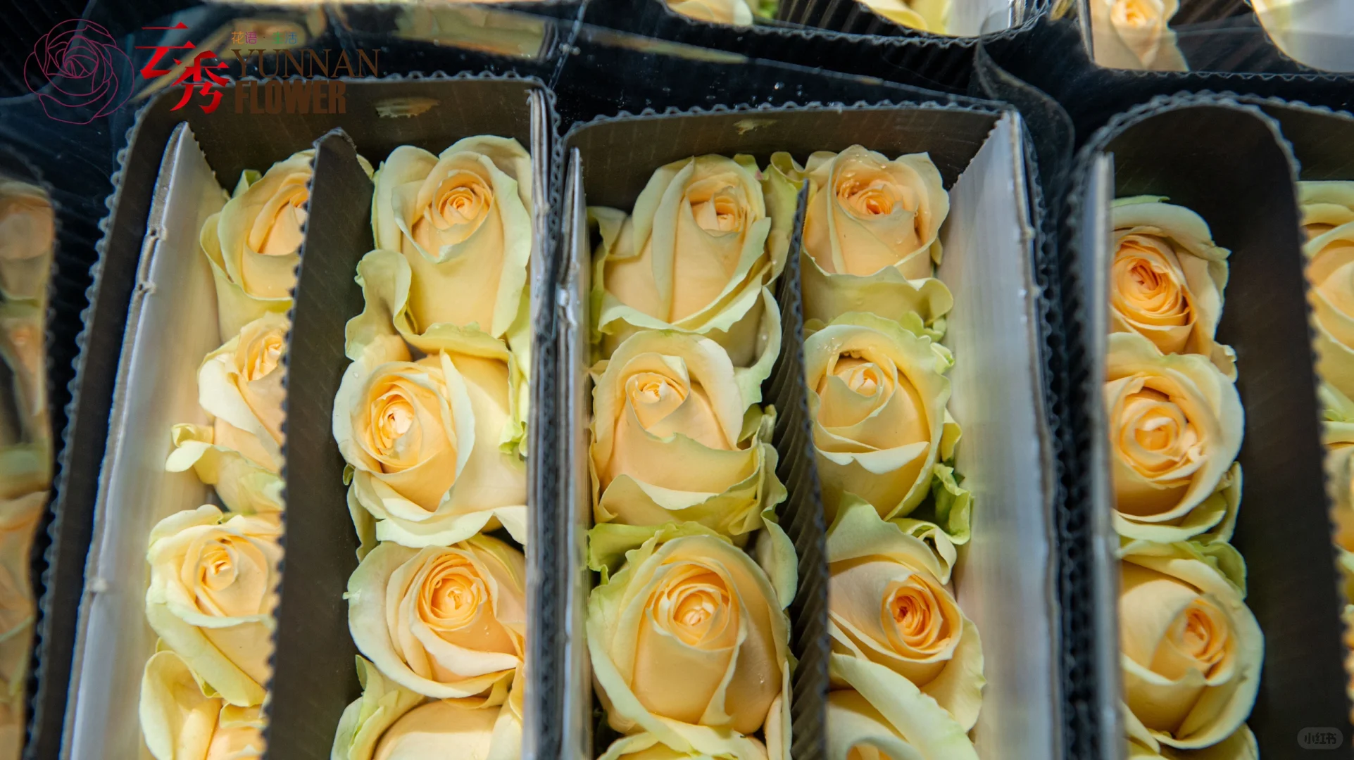 设施农业下盛开的云南鲜花-采后加工篇