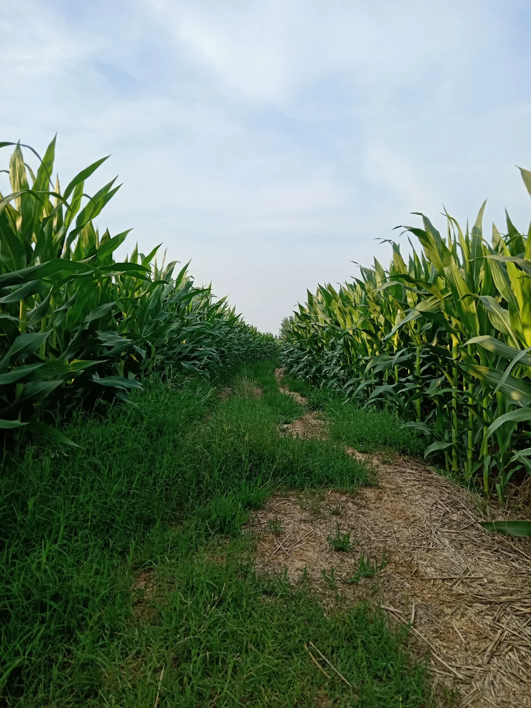 网上说种地已经成了中产们的新趋势