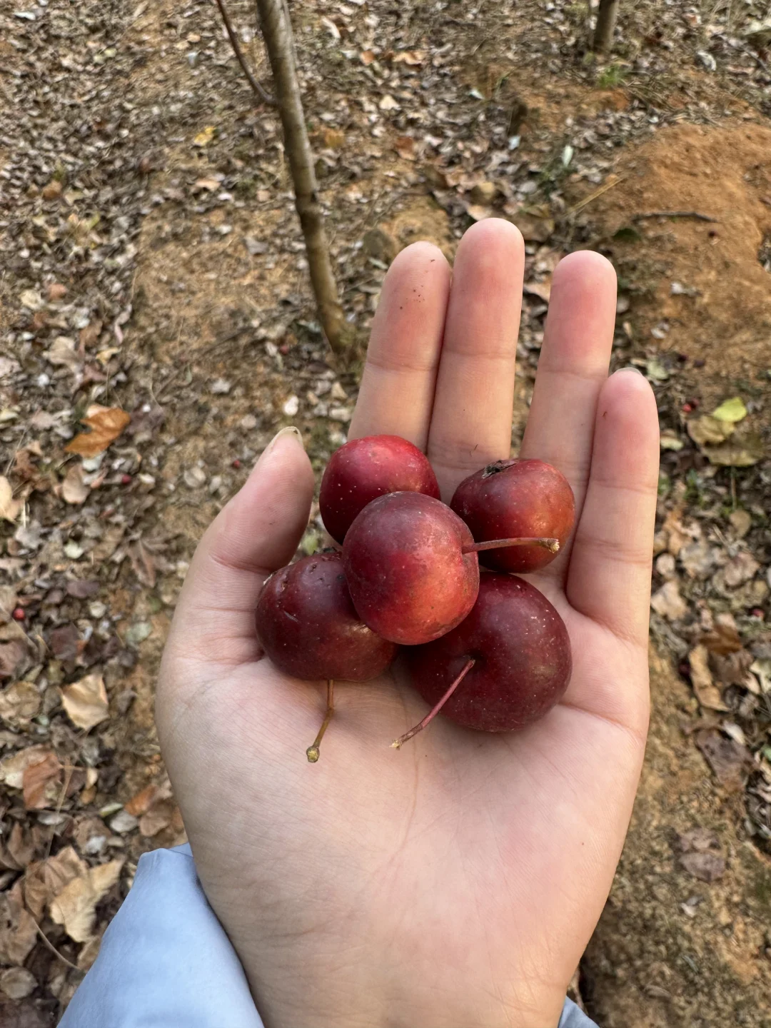 林科院里有什么