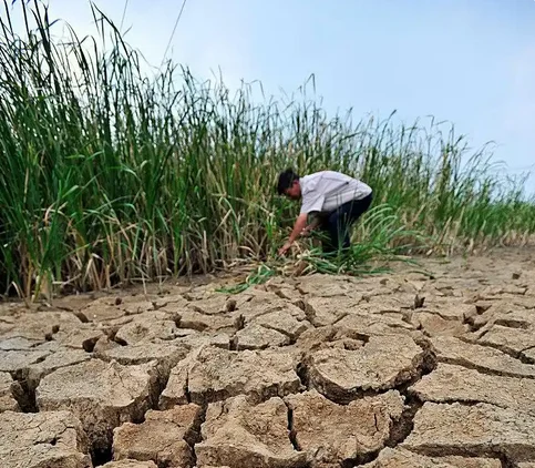 河南遭遇近25年以来最严重旱情 让人心疼！