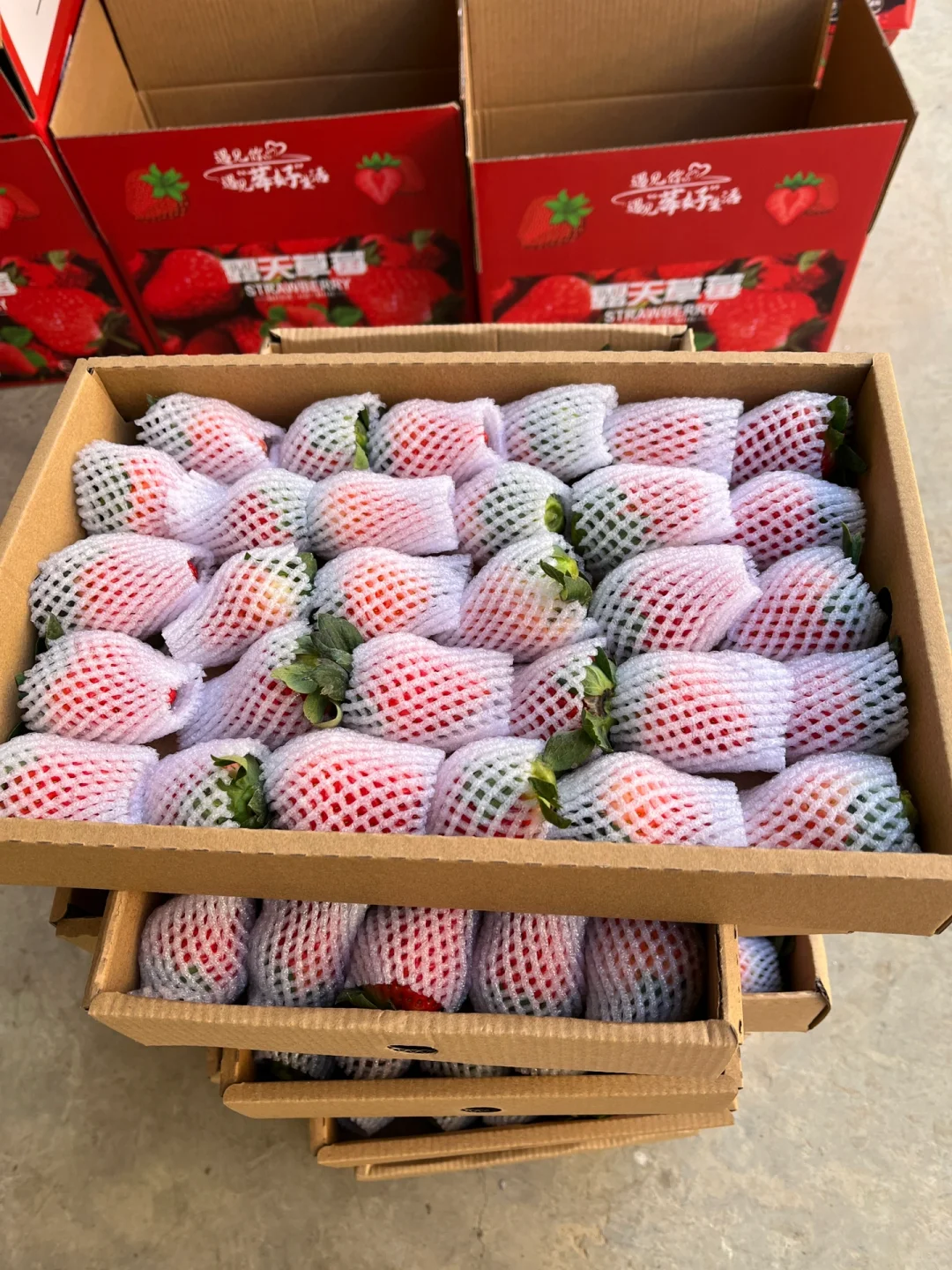 露天草莓🍓🍓新鲜美味，主打一个健康