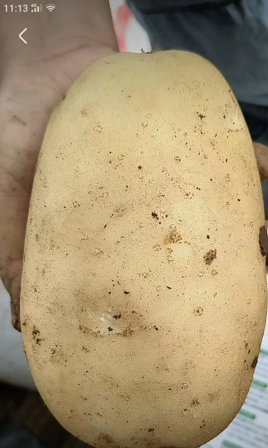 土豆都全部入库啦