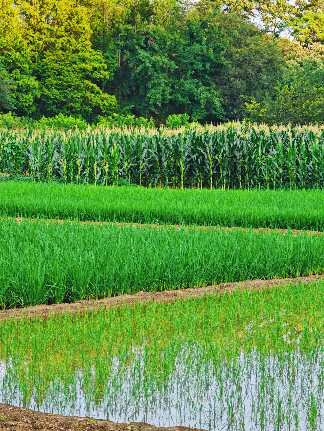 山居:七月的田野，远山、晨光、作物