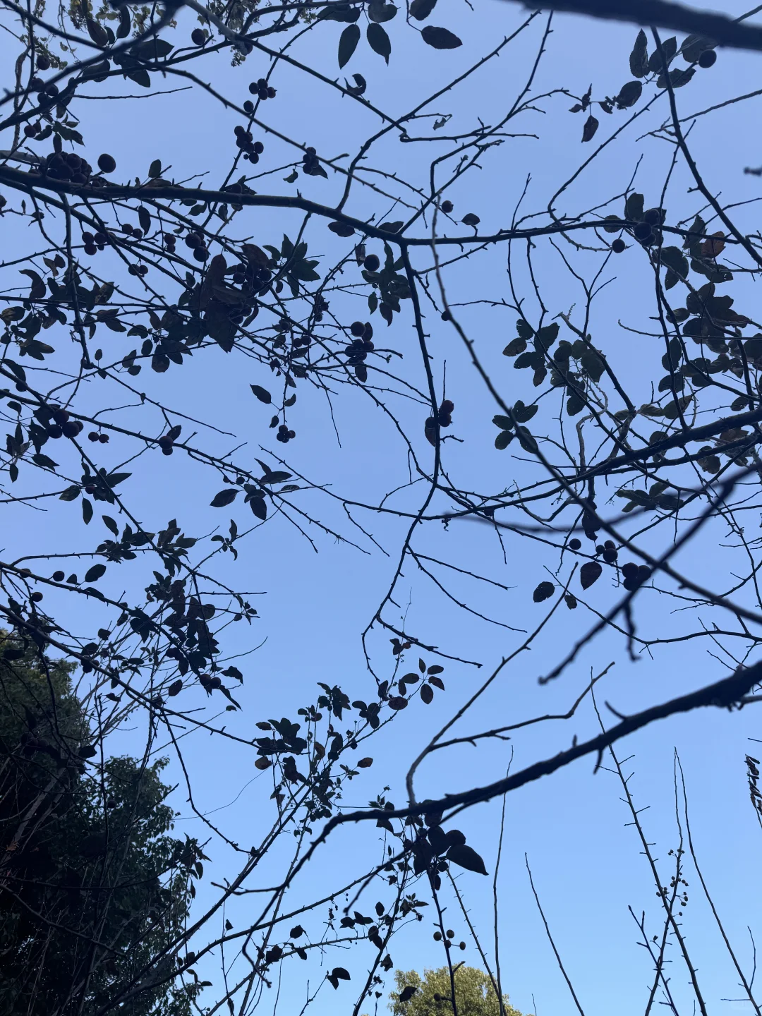 林科院里有什么