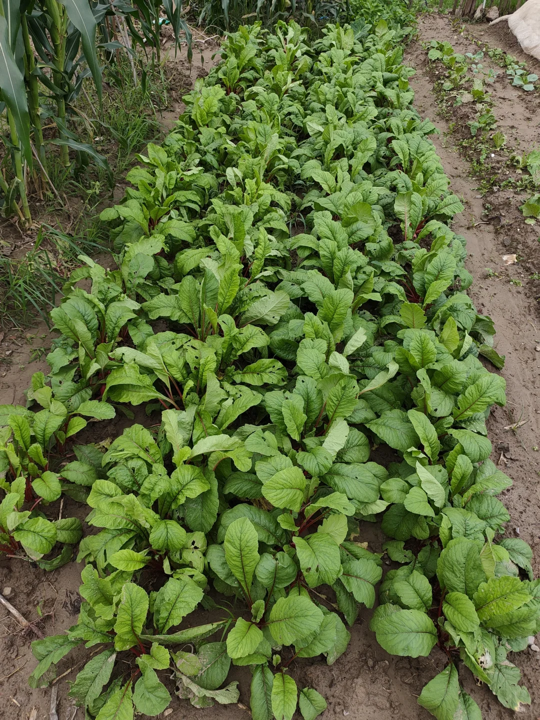 田园梦，我在上海浦江替大家试过了！