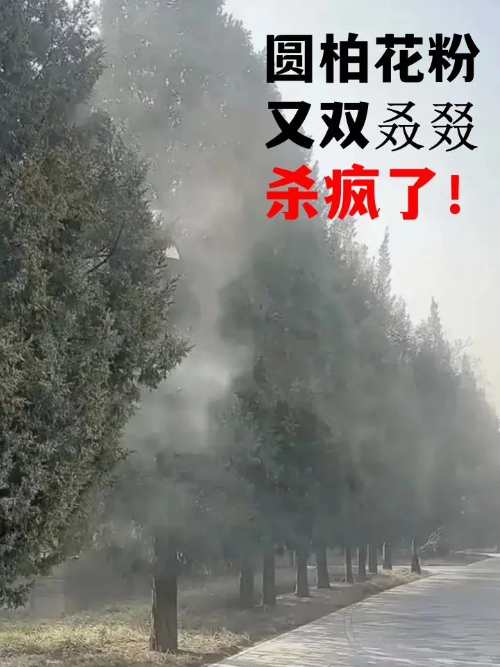 💥圆柏花粉😭又过敏了！12345打起来