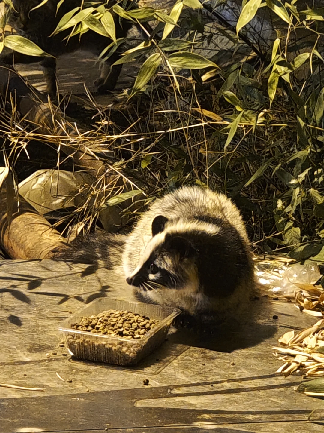 hi南林的果子狸