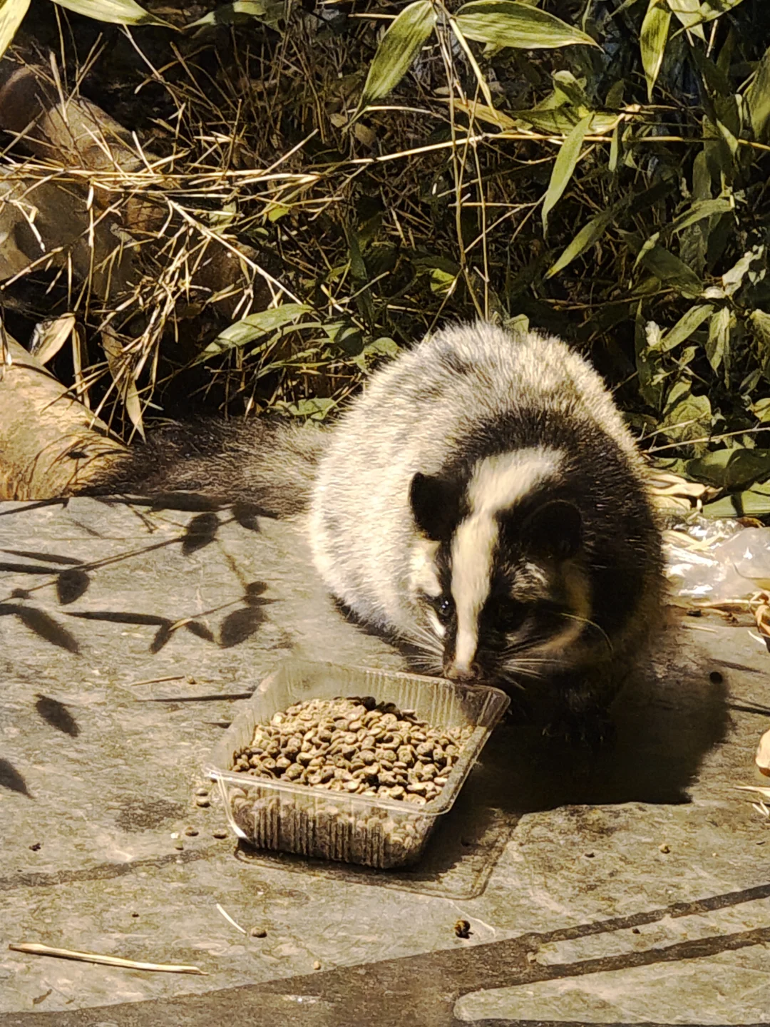 hi南林的果子狸