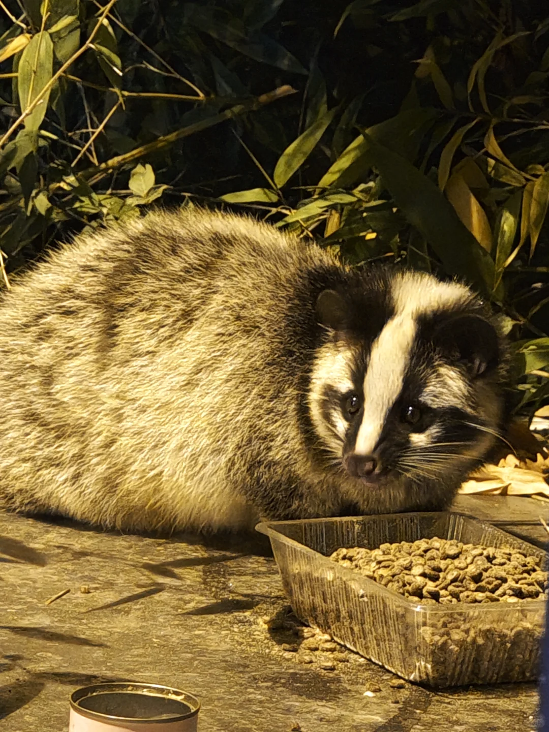 hi南林的果子狸