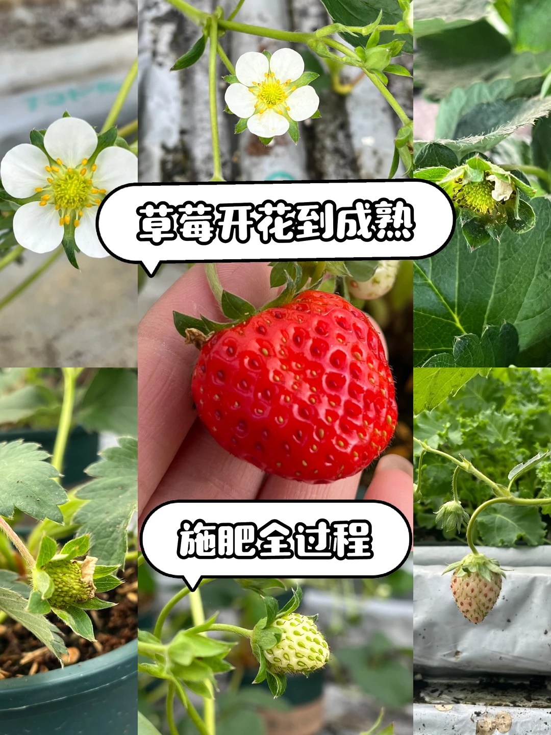 超简单‼️草莓开花到成熟养护关键