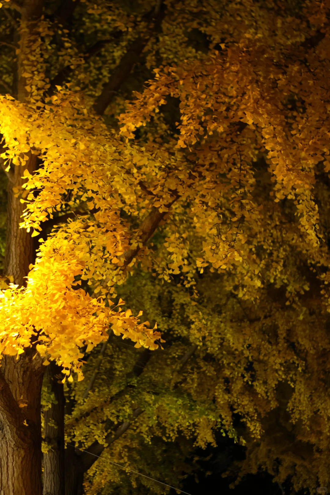 我拍到了秋景最美大学校园！北京林业大学！