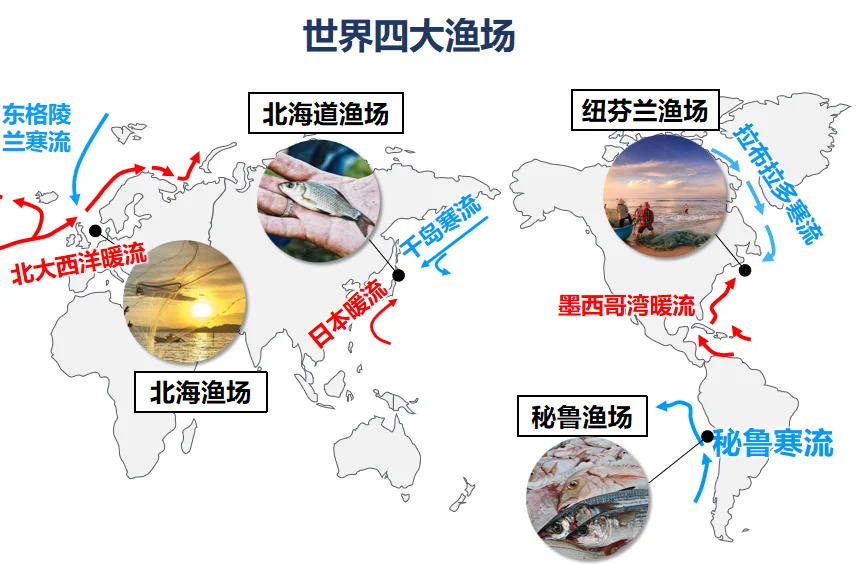 四大渔场及渔业资源丰富的原因🐟
