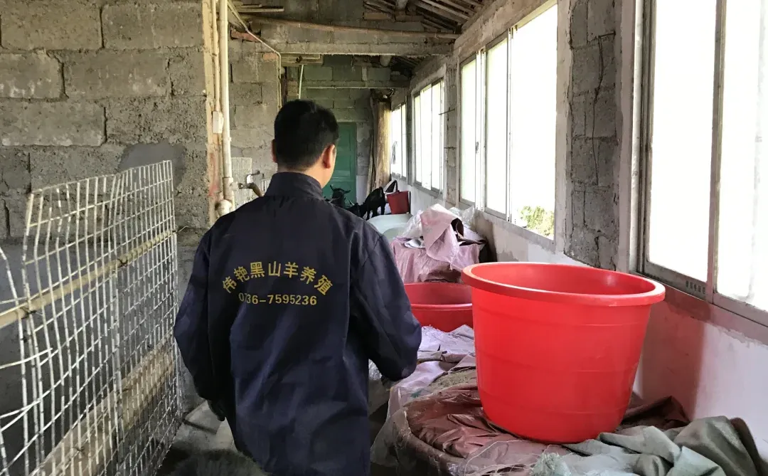 老人养羊靠经验，年轻人养羊靠头脑！