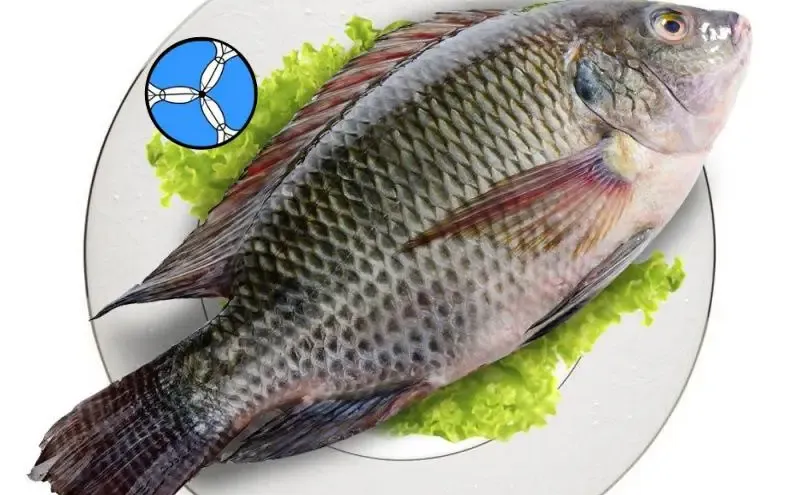 罗非鱼价格下跌，2026年供应紧张风险加大！