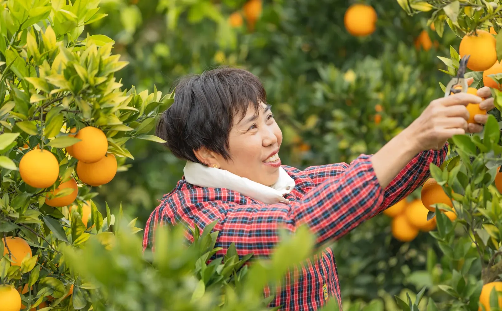 你们说新农人到底是什么