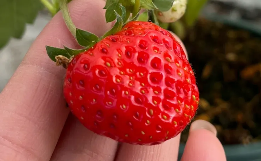 超简单‼️草莓开花到成熟养护关键