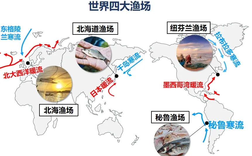 四大渔场及渔业资源丰富的原因🐟