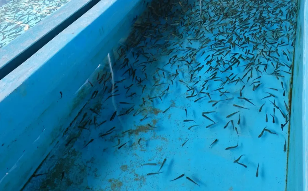 珠峰旅游达人打卡第十八站红河谷农业科技园