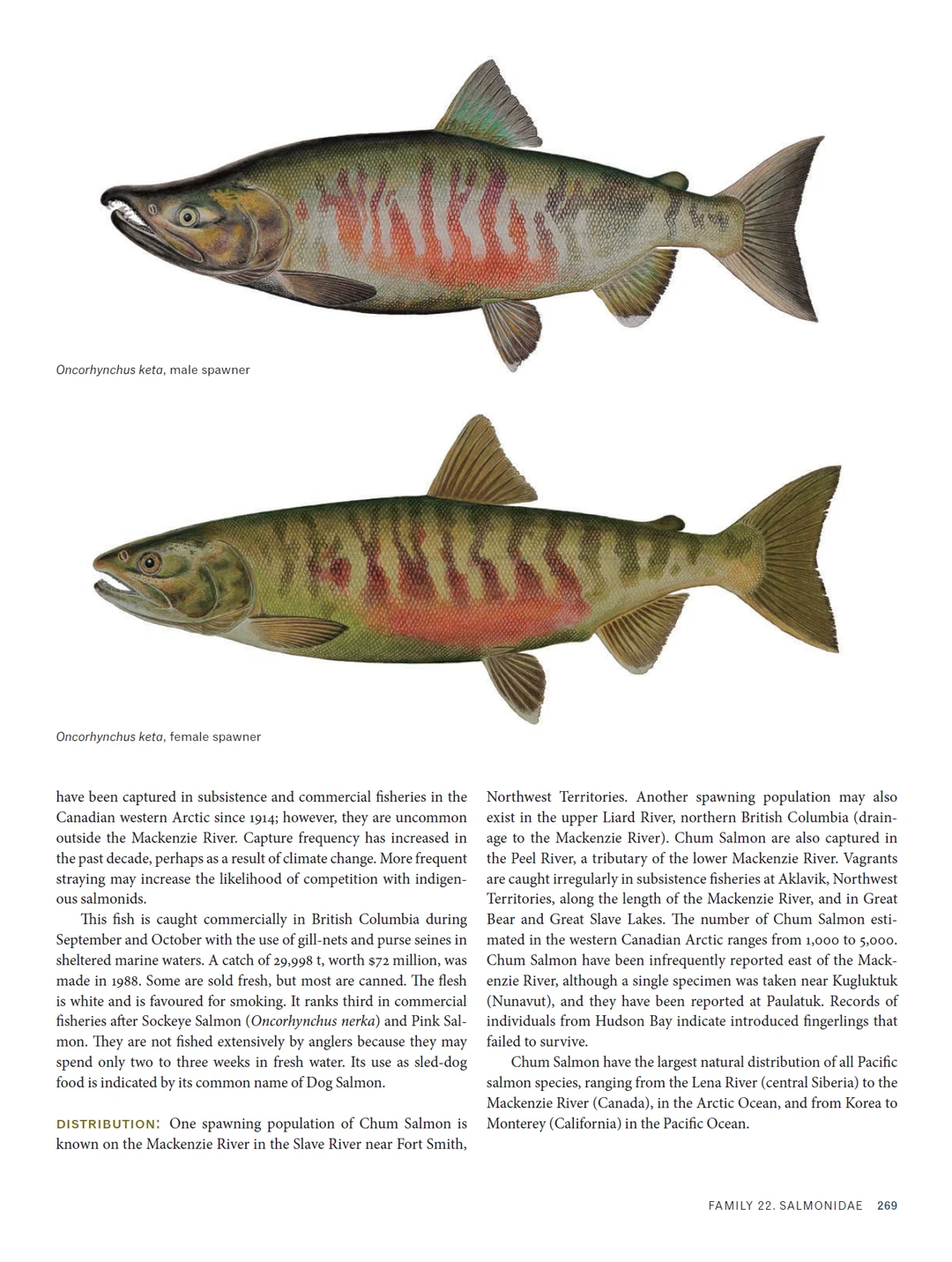 加拿大北极地区海洋鱼类图鉴