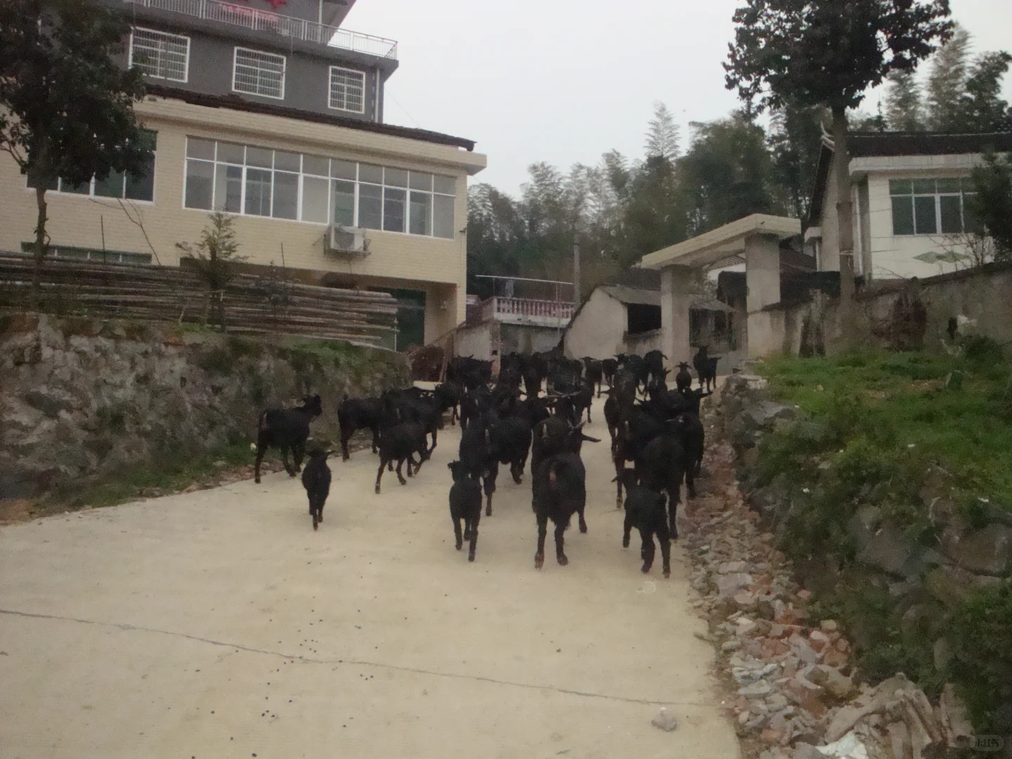 老人养羊靠经验，年轻人养羊靠头脑！