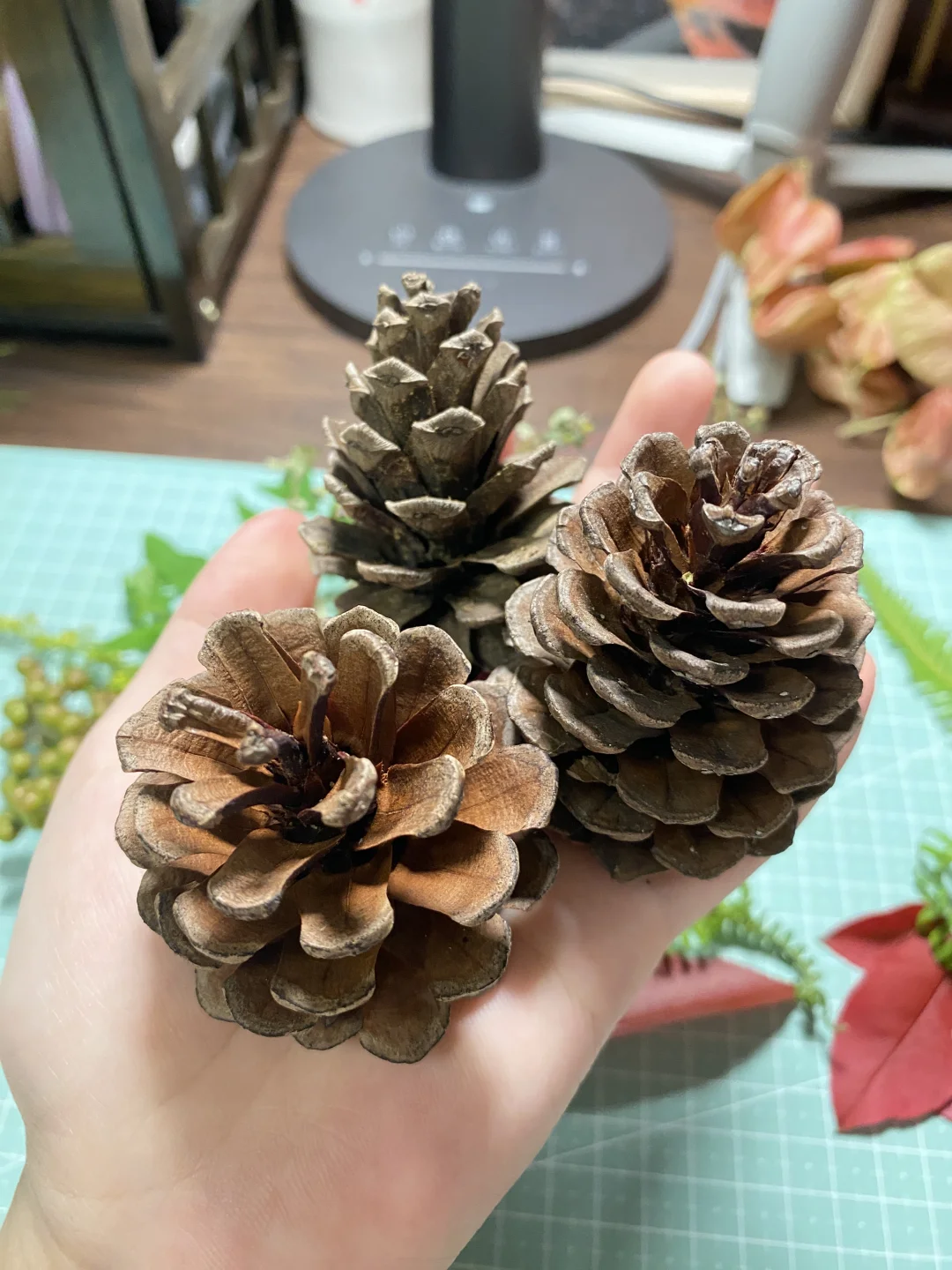 种子玩家科普～松树杉树种类大全