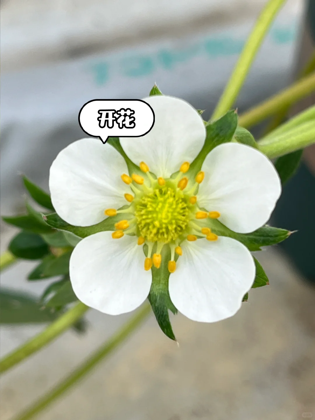 超简单‼️草莓开花到成熟养护关键