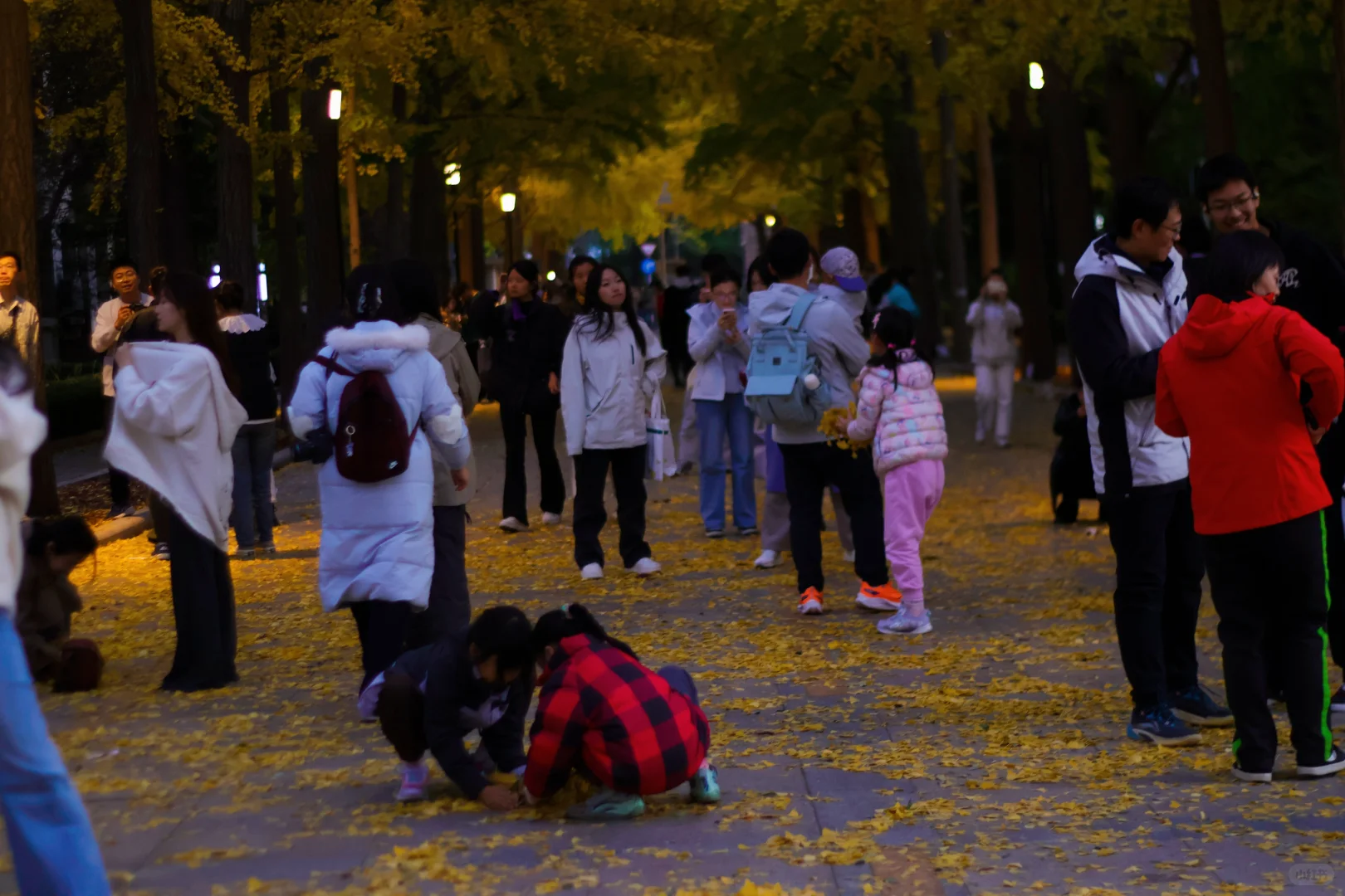 我拍到了秋景最美大学校园！北京林业大学！