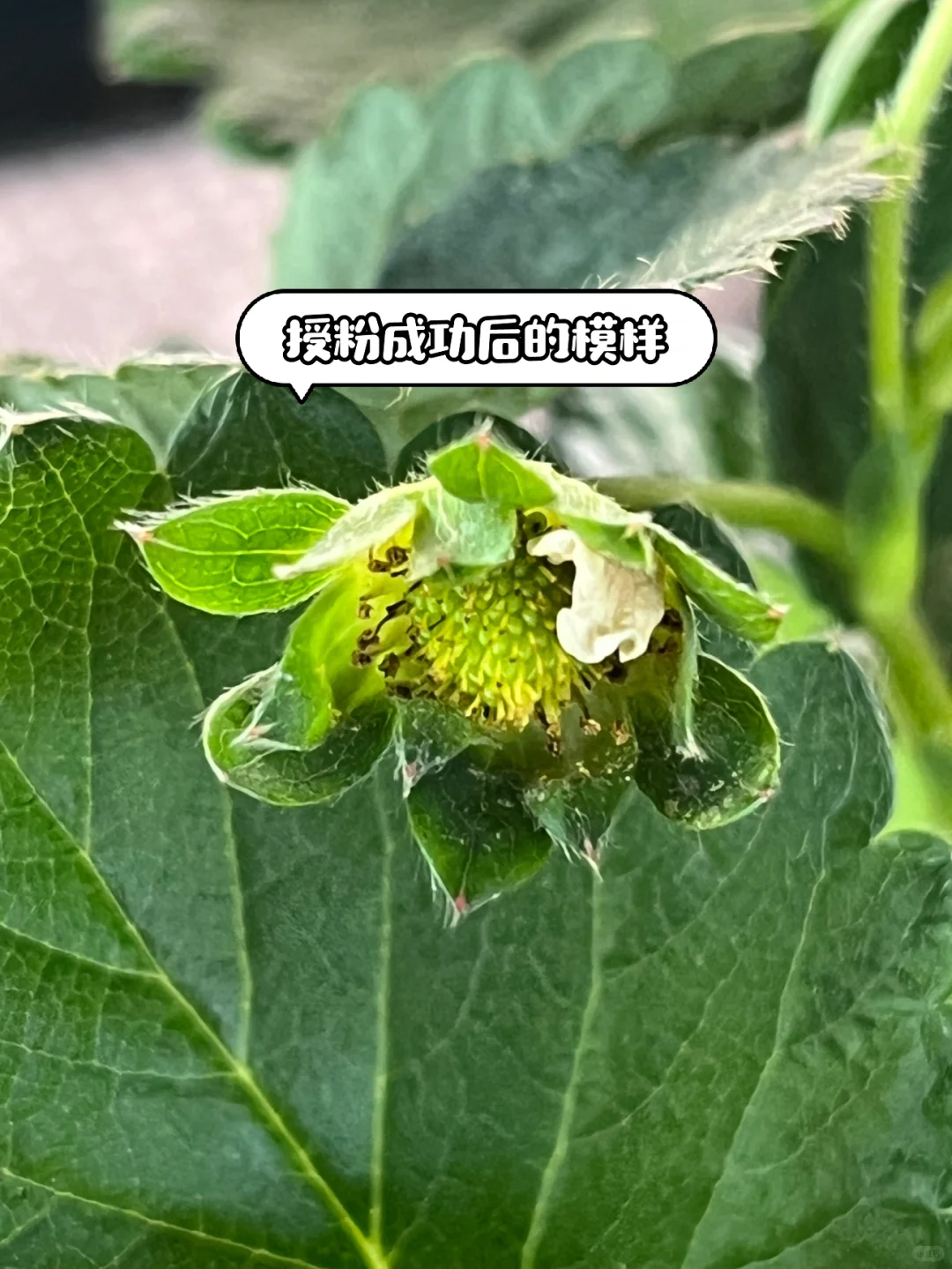 超简单‼️草莓开花到成熟养护关键
