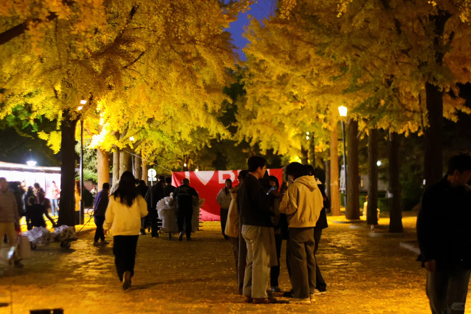 我拍到了秋景最美大学校园！北京林业大学！