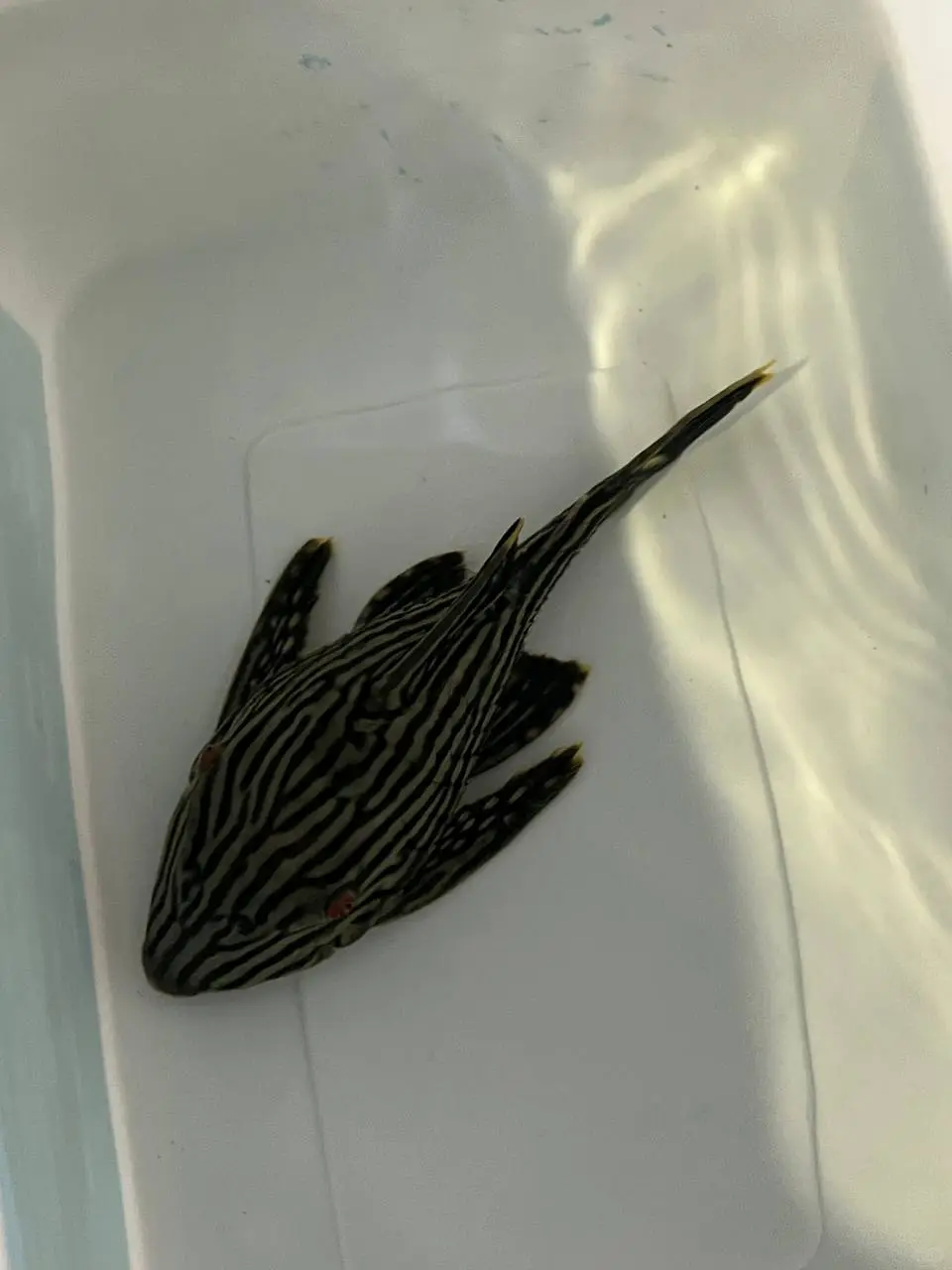 出货日常✨感谢各路老板老板娘支持✊