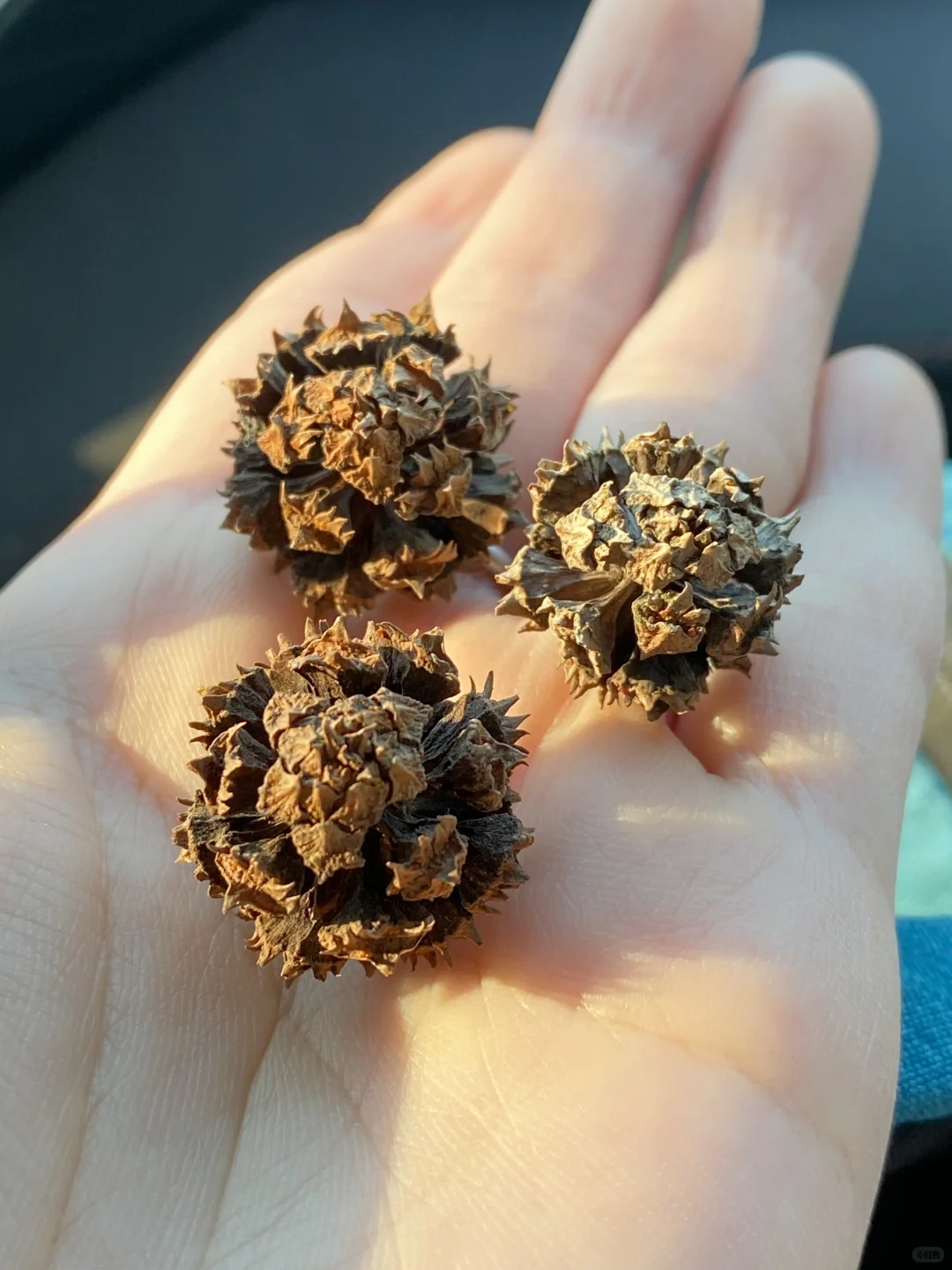 种子玩家科普～松树杉树种类大全