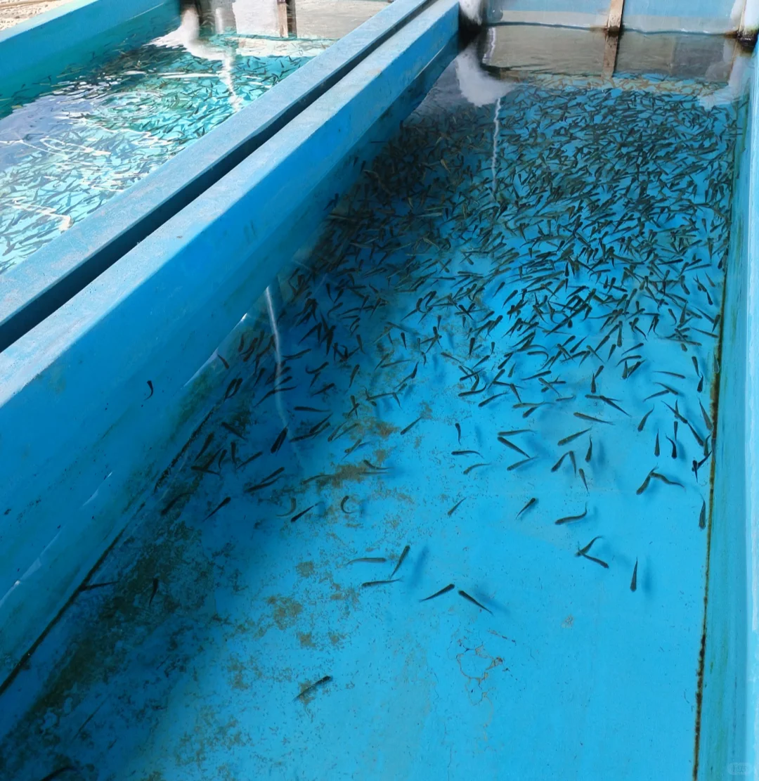 珠峰旅游达人打卡第十八站红河谷农业科技园